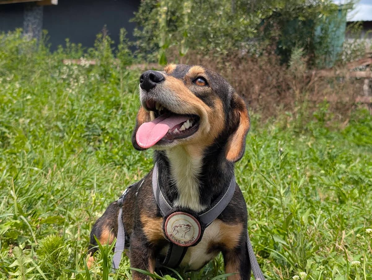 Fredo, male young Mixed Breed for adoption at Ein Herz für Streuner e.V., München