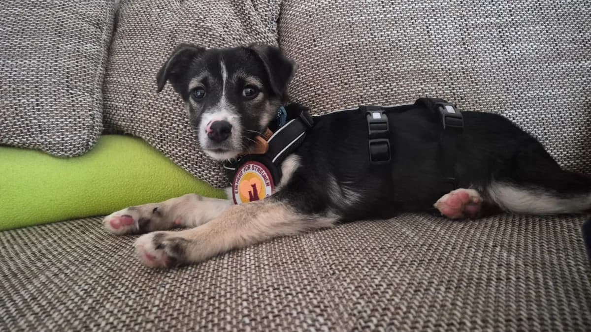 Fredy, schwarz male puppy Mixed Breed for adoption at Ein Herz für Streuner e.V., München