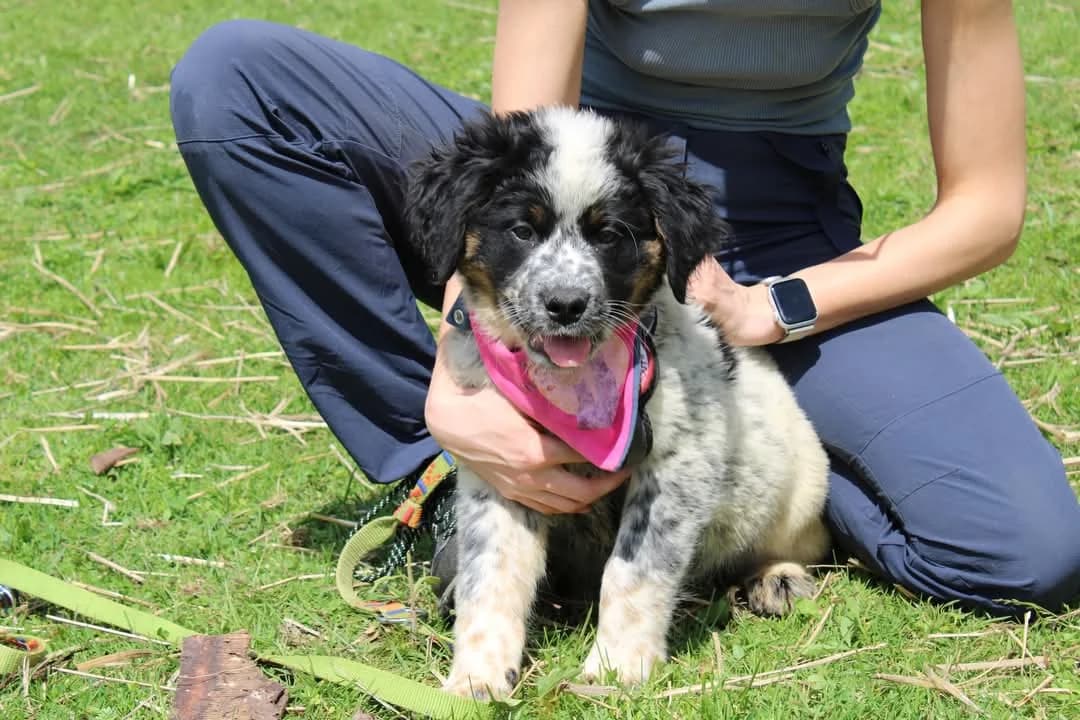 Freia, female puppy Mixed Breed for adoption at Ein Herz für Streuner e.V., München