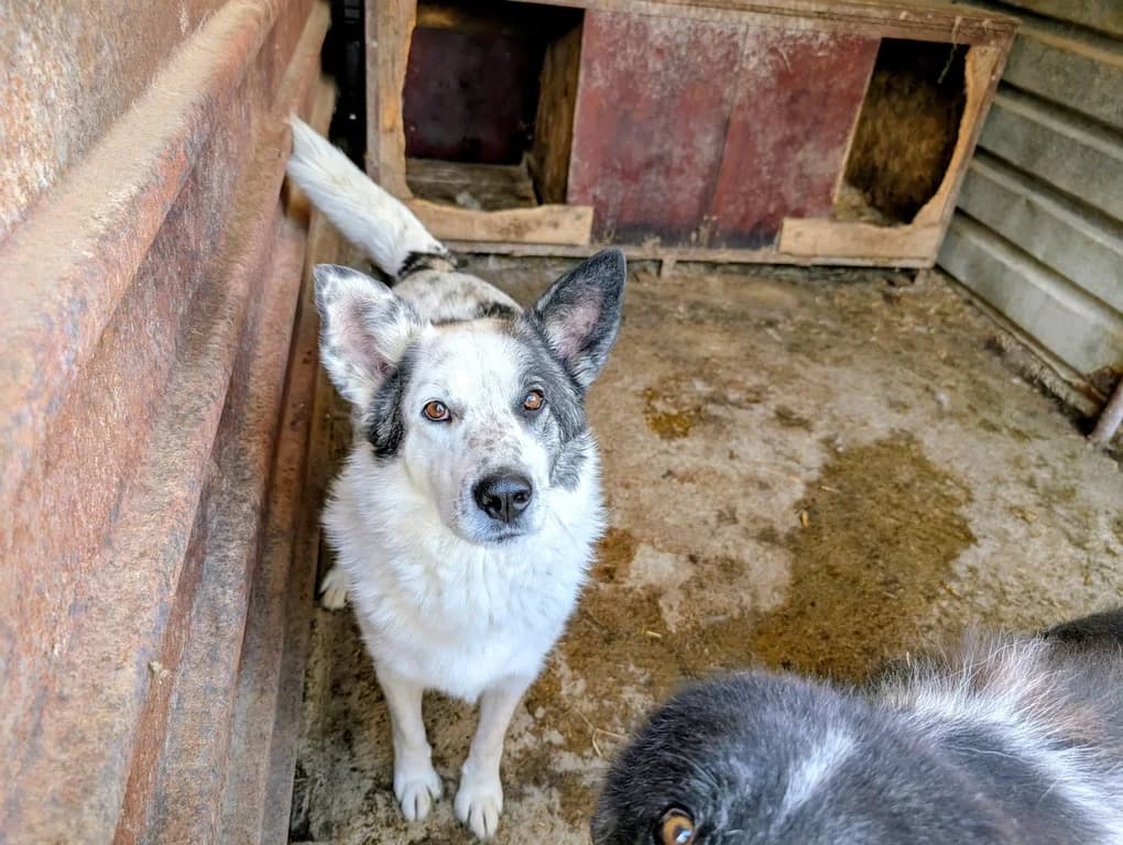 Freitag, male 4yo Mixed Breed for adoption at Ein Herz für Streuner e.V., München