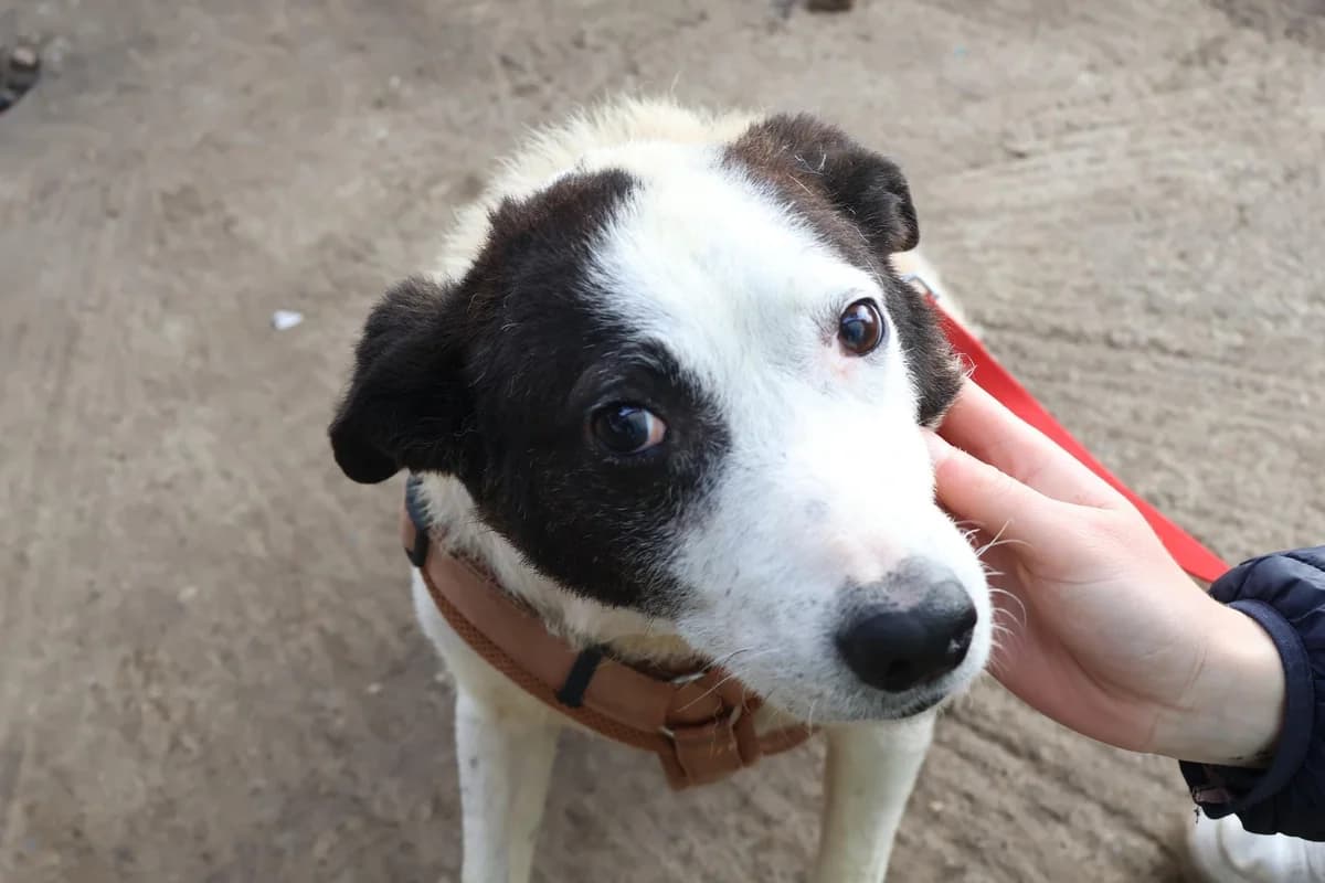 Freki, weiß male senior Mixed Breed for adoption at Ein Herz für Streuner e.V., München