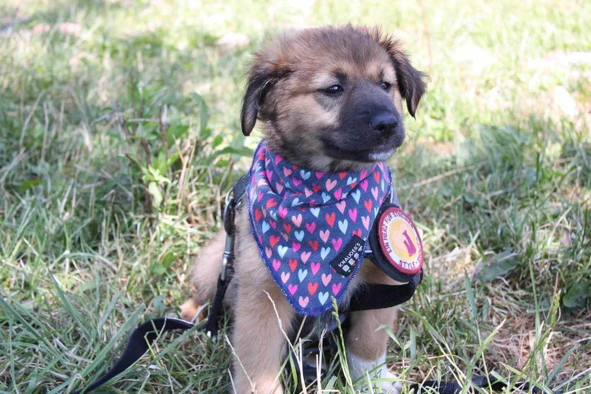 Frenzy, weiß female puppy Mixed Breed for adoption at Ein Herz für Streuner e.V., München