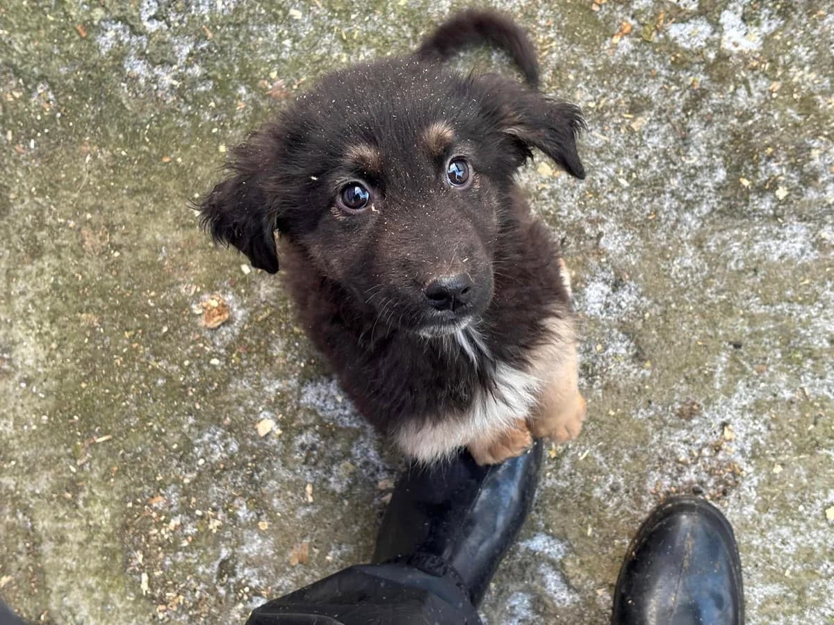 Freya, female puppy Mixed Breed for adoption at Ein Herz für Streuner e.V., München