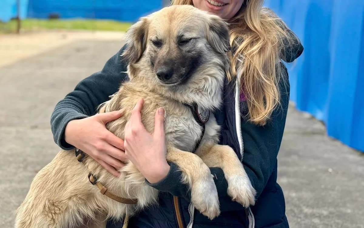 Freya, female 3yo Mixed Breed for adoption at Ein Herz für Streuner e.V., München
