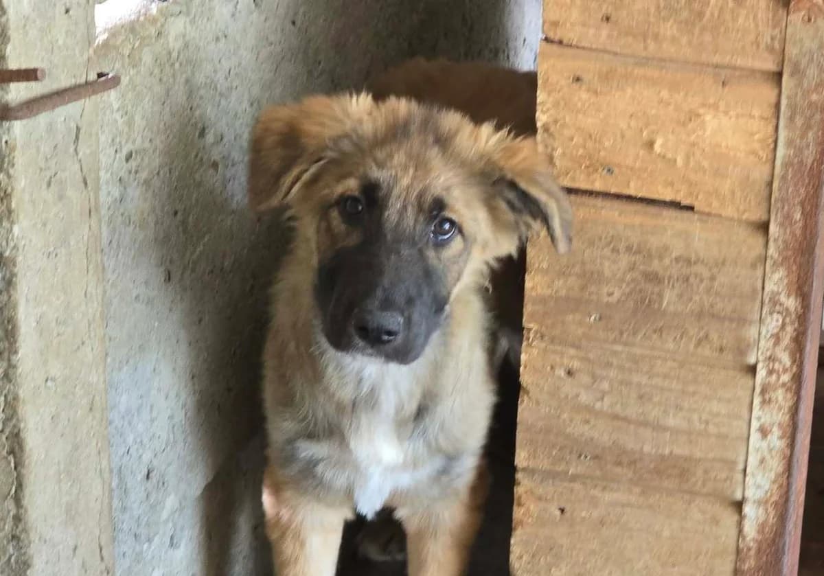 Freya, female puppy Mixed Breed for adoption at Ein Herz für Streuner e.V., München