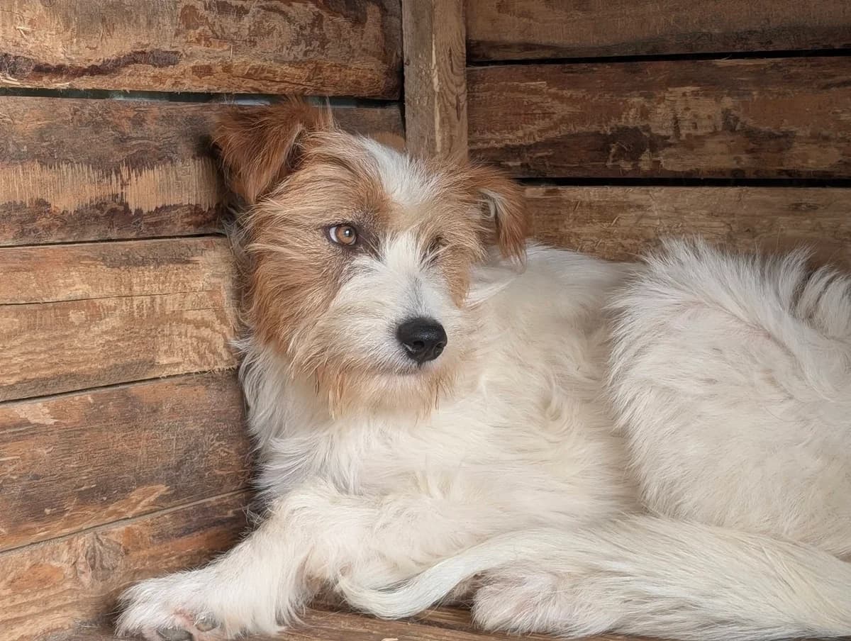 Freya, weiß puppy Mixed Breed for adoption at Ein Herz für Streuner e.V., München