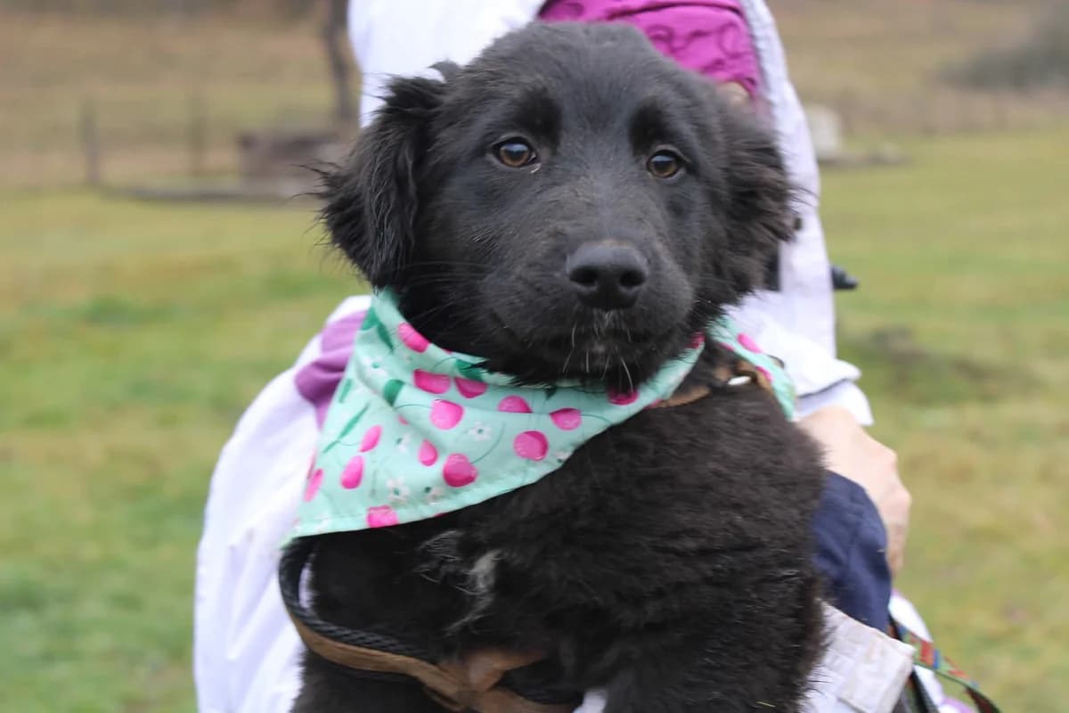 Freyda, female puppy Mixed Breed for adoption at Ein Herz für Streuner e.V., München