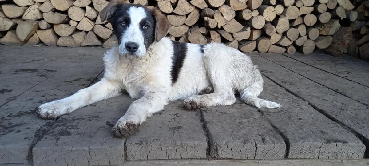 Freyja, female puppy Mixed Breed for adoption at Ein Herz für Streuner e.V., München