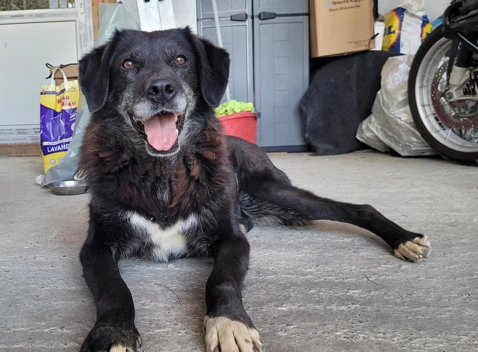 Fria, schwarz female senior Mixed Breed for adoption at Ein Herz für Streuner e.V., München