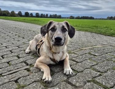 Frida, female puppy Mixed Breed for adoption at Ein Herz für Streuner e.V., München
