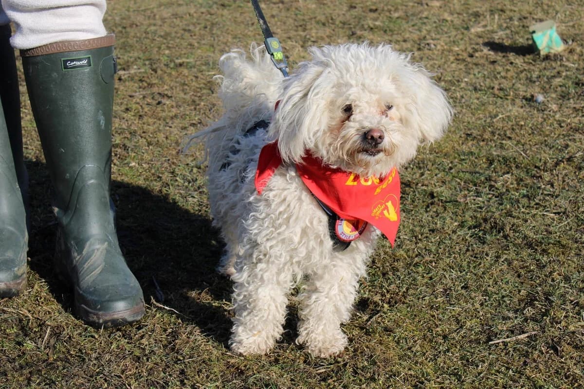 Frida, female 5yo Mixed Breed for adoption at Ein Herz für Streuner e.V., München