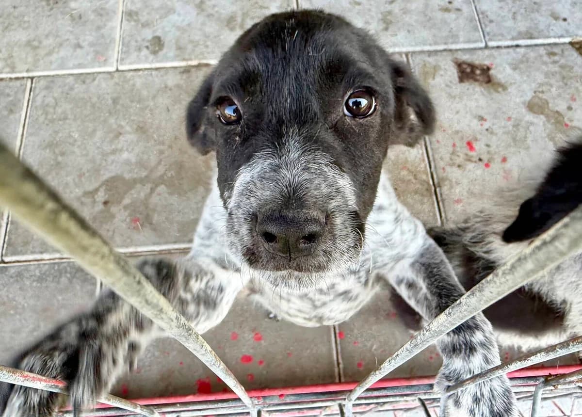 Frida, female puppy Mixed Breed for adoption at Ein Herz für Streuner e.V., München