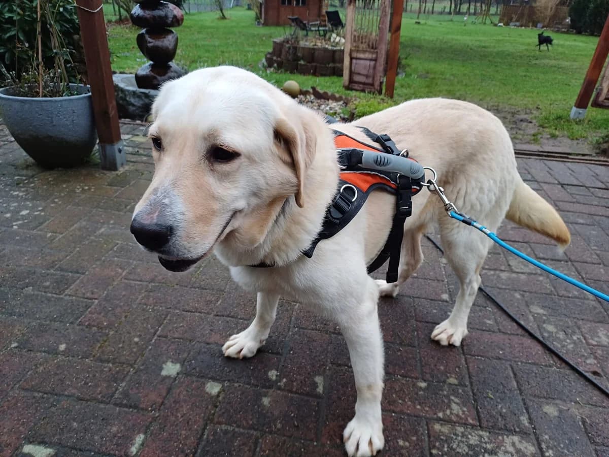 Frida, female 5yo Mixed Breed for adoption at Ein Herz für Streuner e.V., München