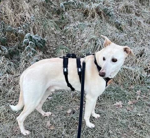 Fridge, male senior Mixed Breed for adoption at Ein Herz für Streuner e.V., München