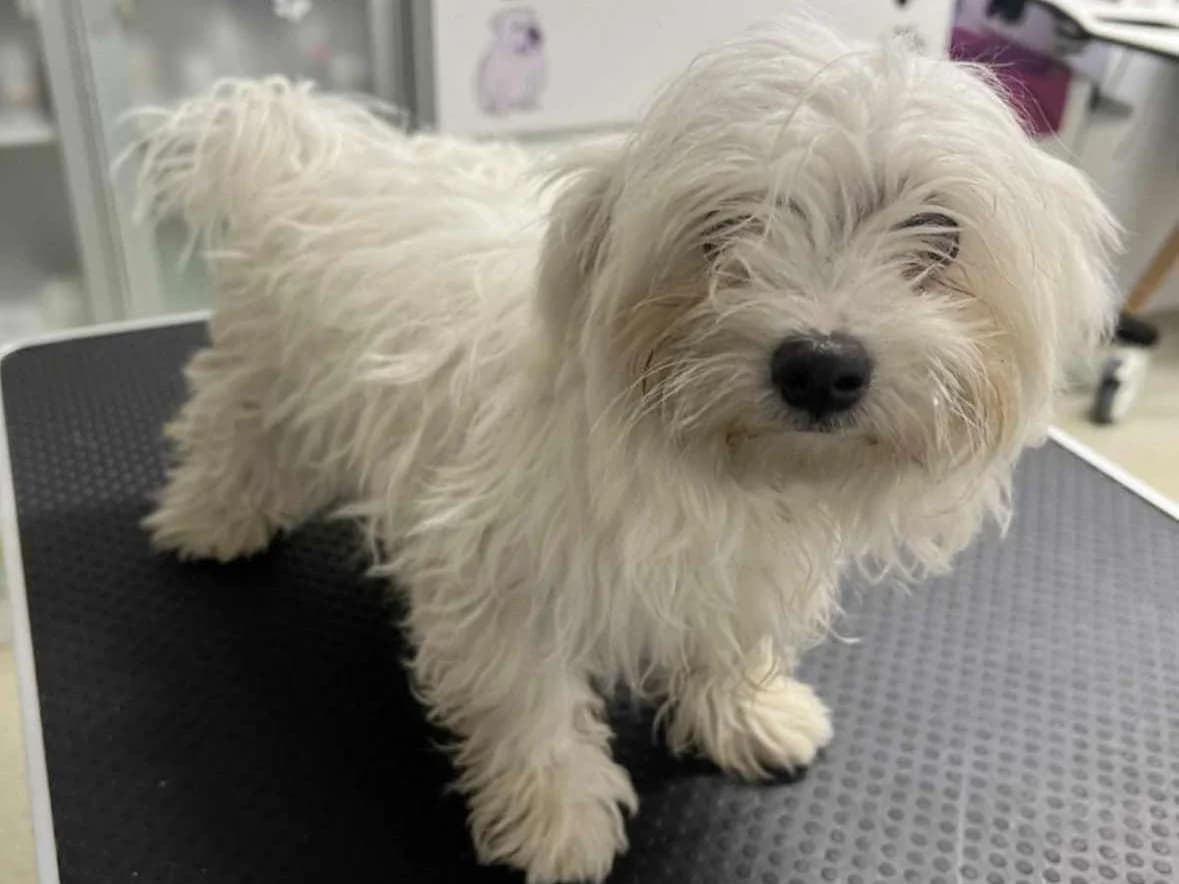 Frido, Mixed Breed for adoption at Ein Herz für Streuner e.V., München