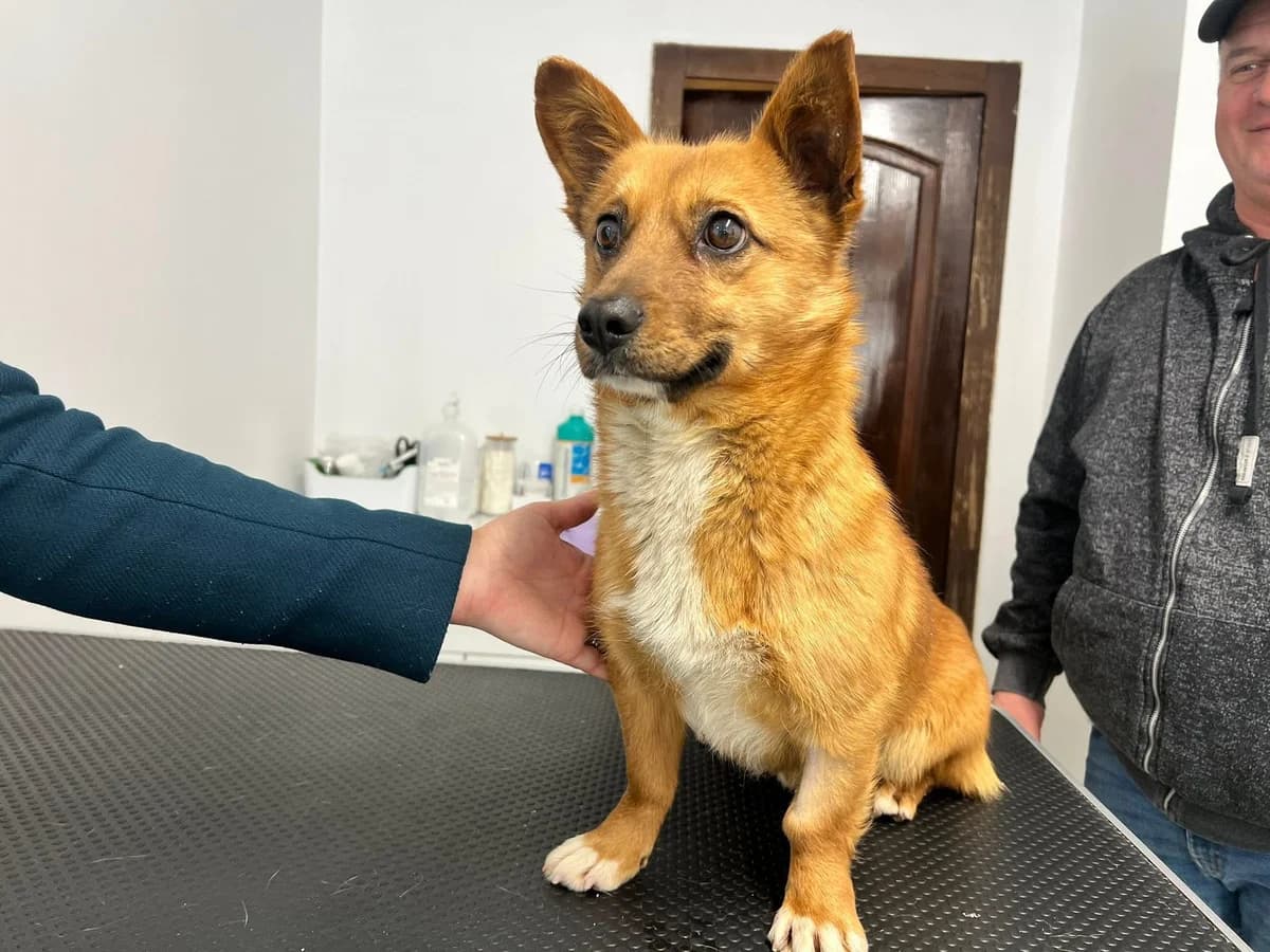 Frido, male young Mixed Breed for adoption at Ein Herz für Streuner e.V., München