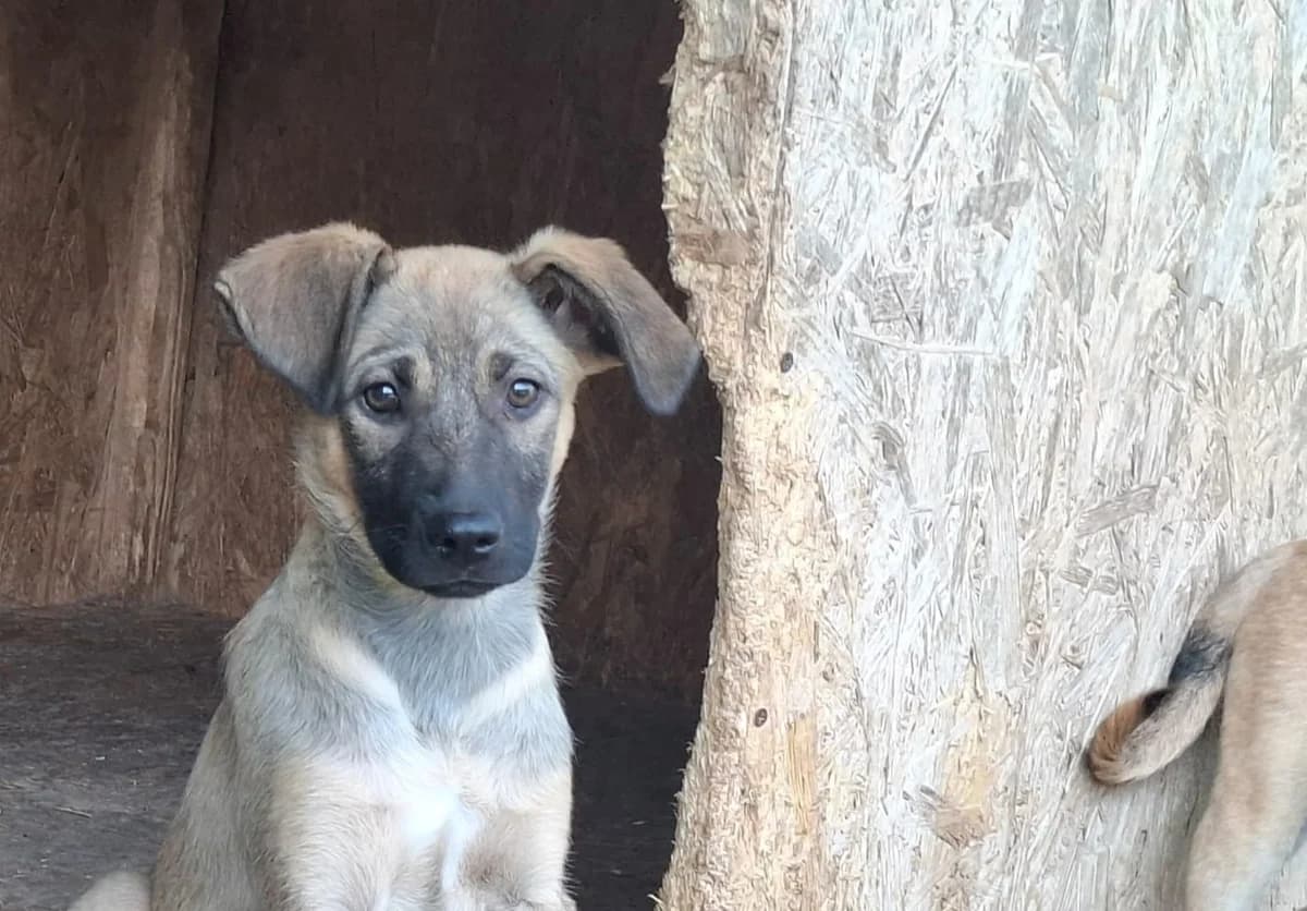 Frido, male puppy Mixed Breed for adoption at Ein Herz für Streuner e.V., München