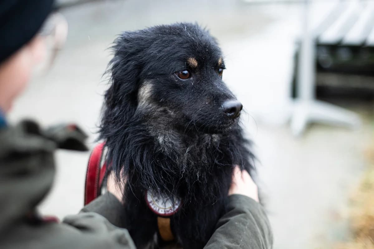 Fridolin, male young Mixed Breed for adoption at Ein Herz für Streuner e.V., München