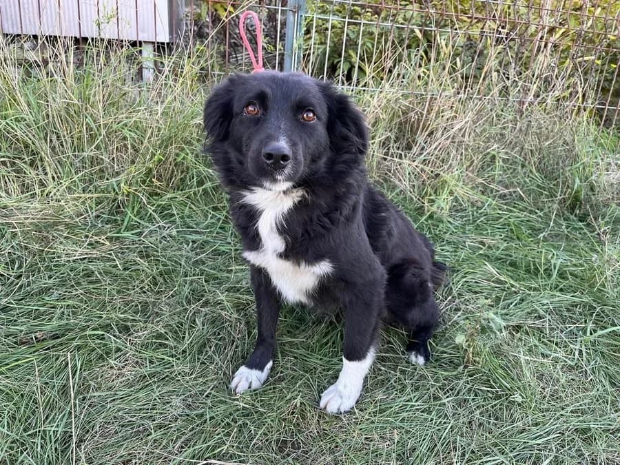 Fridoline, weiß female 3yo Mixed Breed for adoption at Ein Herz für Streuner e.V., München