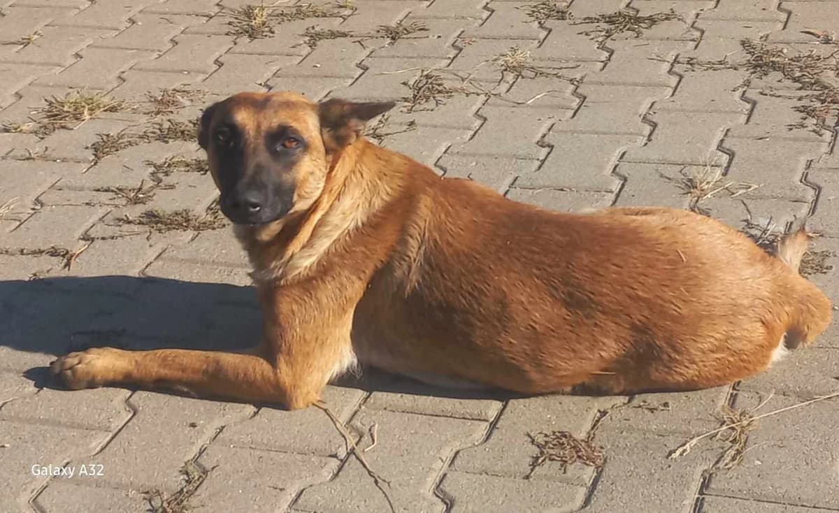 Frieda, female 4yo Mixed Breed for adoption at Ein Herz für Streuner e.V., München