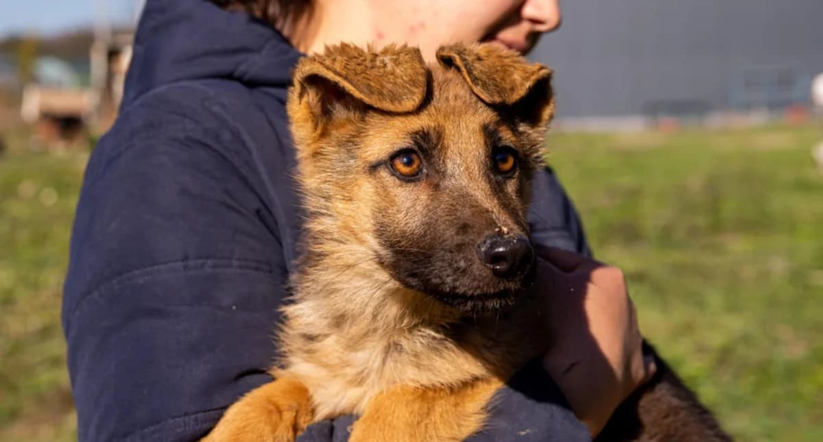 Frieda, female puppy Mixed Breed for adoption at Ein Herz für Streuner e.V., München
