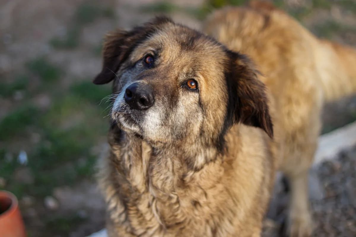 Frieda, female senior Mixed Breed for adoption at Ein Herz für Streuner e.V., München