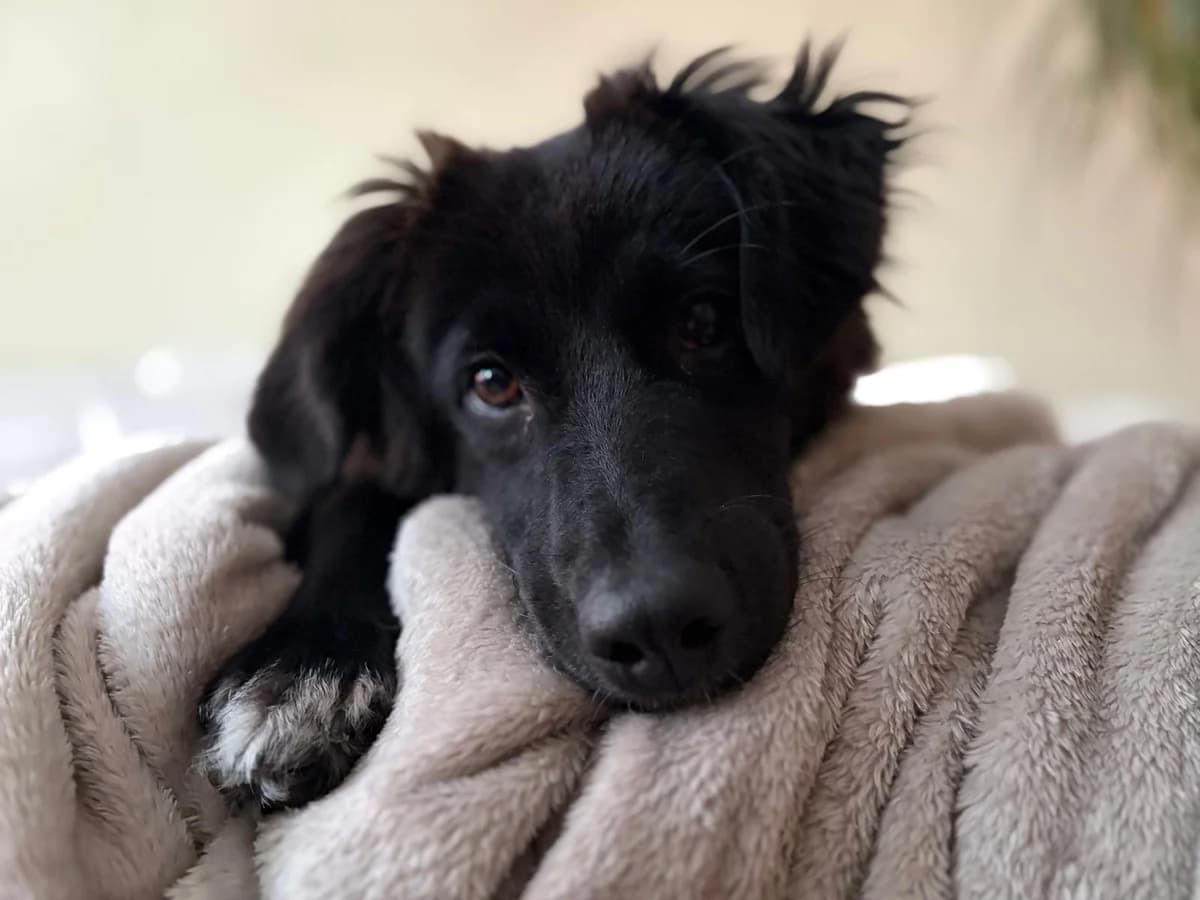 Frieda, female Mixed Breed for adoption at Ein Herz für Streuner e.V.