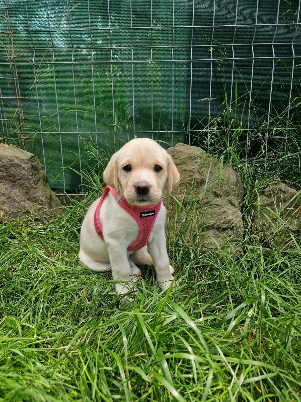 Frieda, golden female puppy Mixed Breed for adoption at Ein Herz für Streuner e.V., München