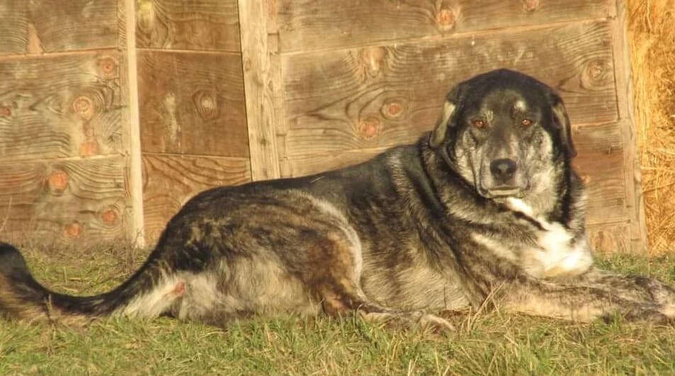 Friedel, male 4yo Mixed Breed for adoption at Ein Herz für Streuner e.V., München