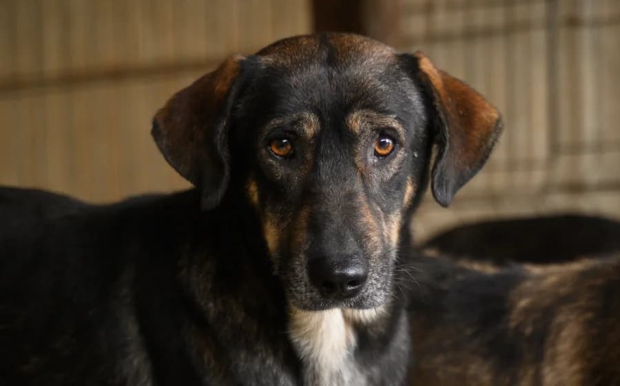 Friedl, male 5yo Mixed Breed for adoption at Ein Herz für Streuner e.V., München