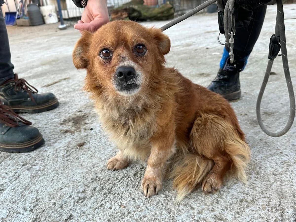 Friedo, hellbraun male 7yo Mixed Breed for adoption at Ein Herz für Streuner e.V., München