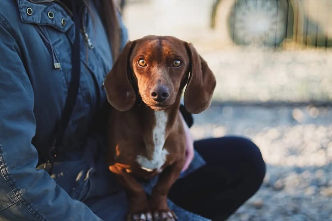 Friedrich, male 5yo Mixed Breed for adoption at Ein Herz für Streuner e.V., München