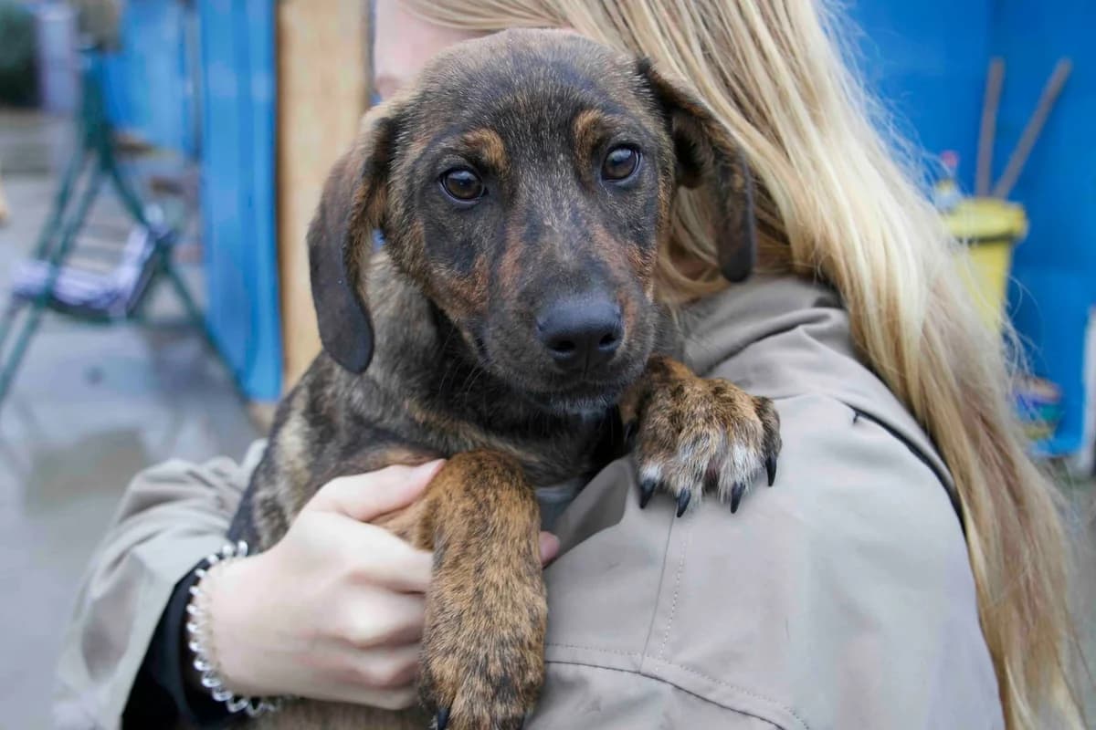 Fritz, schwarz male puppy Mixed Breed for adoption at Ein Herz für Streuner e.V., München