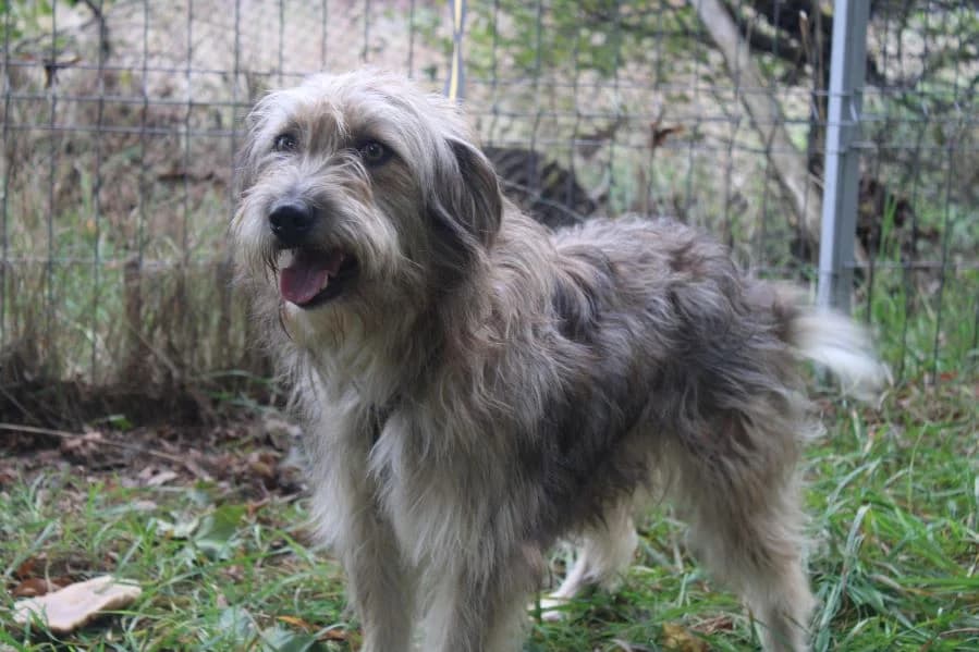 Fritz, male young Mixed Breed for adoption at Ein Herz für Streuner e.V., München