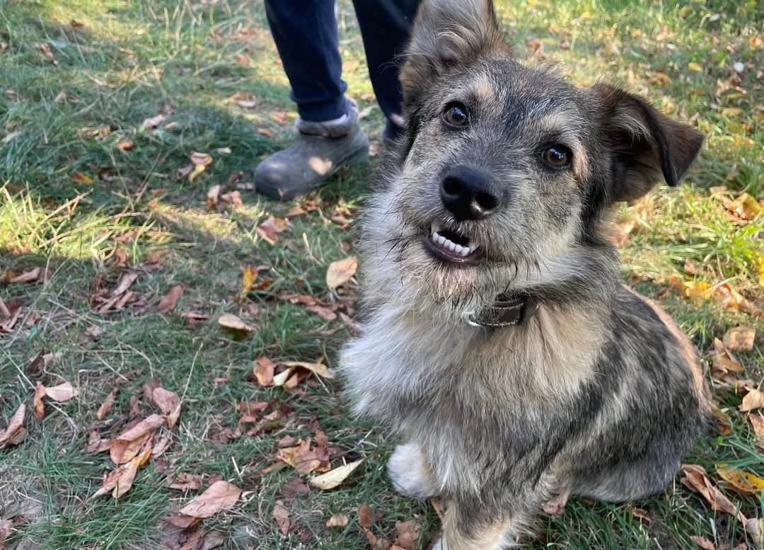 Fritz, male puppy Mixed Breed for adoption at Ein Herz für Streuner e.V., München