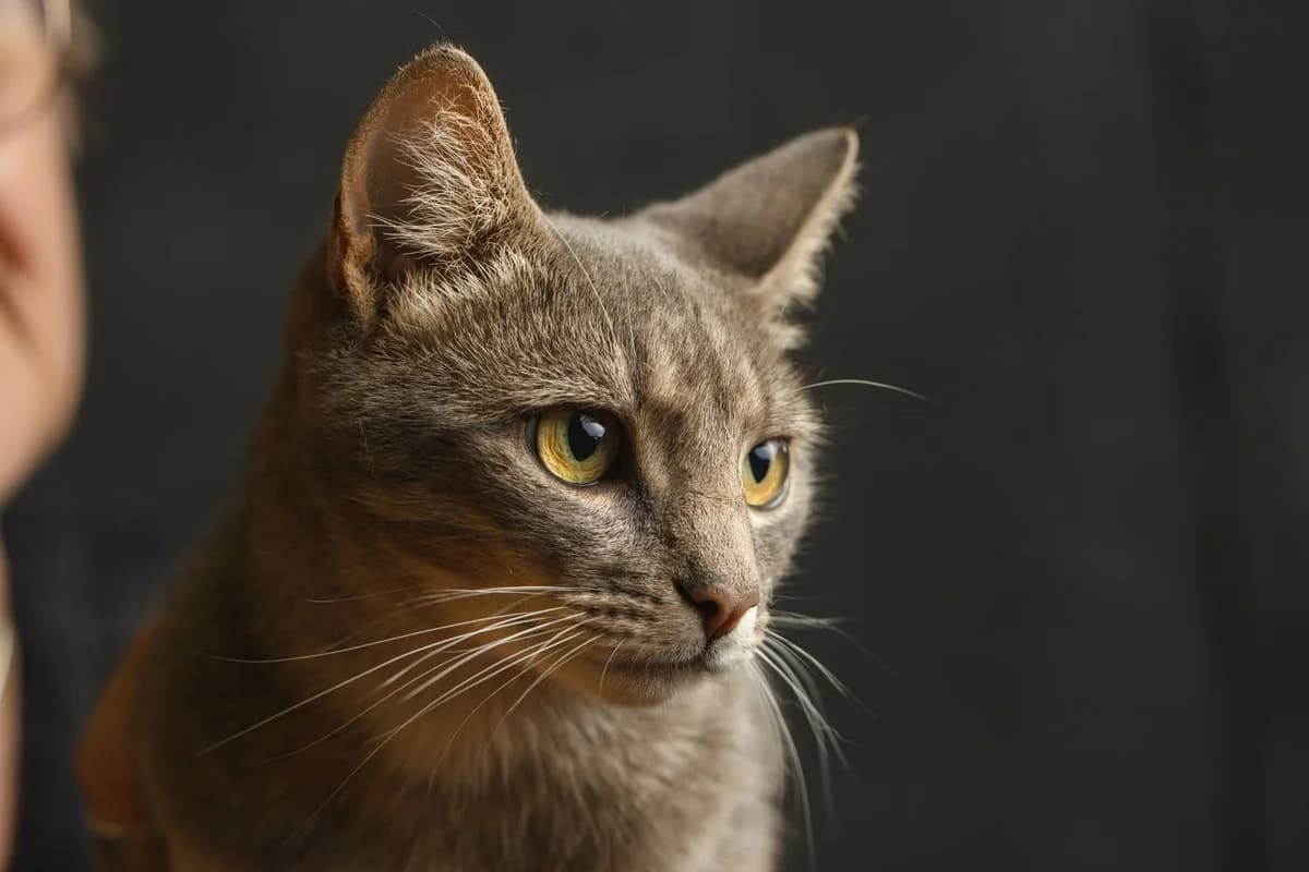 Fritz, male 3yo Mixed Breed for adoption at Ein Herz für Streuner e.V., München
