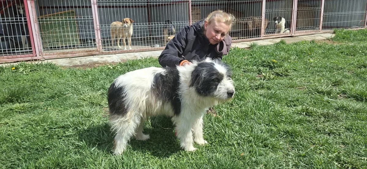 Fritz, male 5yo Mixed Breed for adoption at Ein Herz für Streuner e.V., München