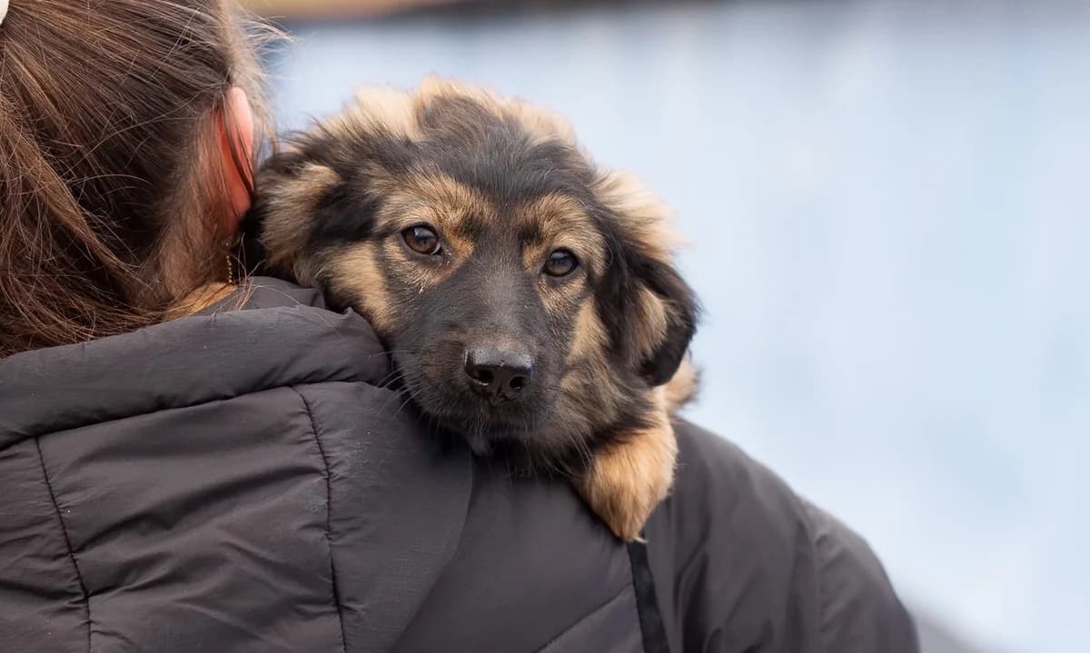 Nike, schwarz female puppy Mixed Breed for adoption at Ein Herz für Streuner e.V., München