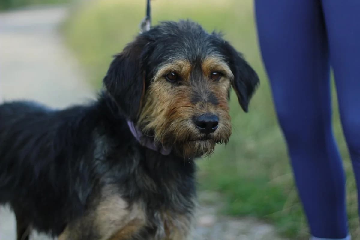 Fritzi, braun male 3yo Mixed Breed for adoption at Ein Herz für Streuner e.V., München