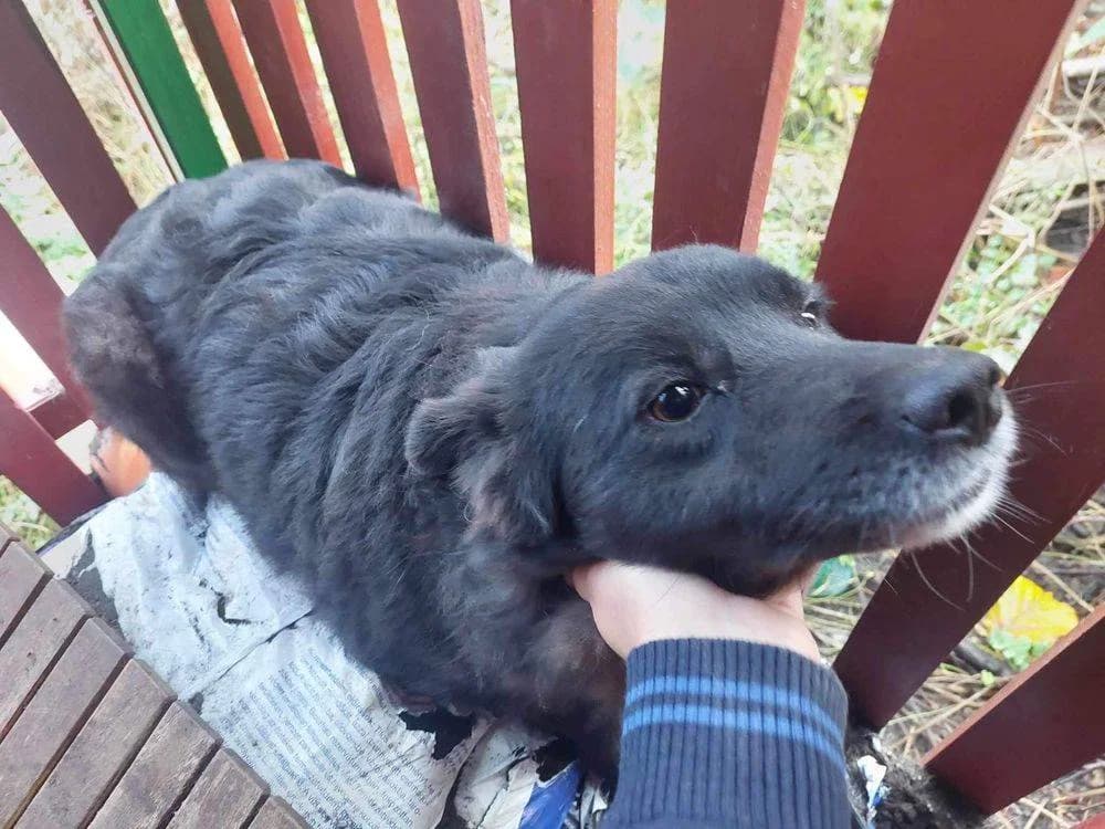 Fritzi, 4yo Mixed Breed for adoption at Ein Herz für Streuner e.V., München