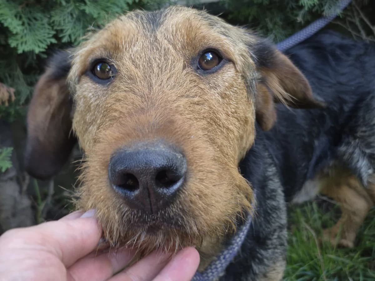 Fritzi, schwarz young Mixed Breed for adoption at Ein Herz für Streuner e.V., München