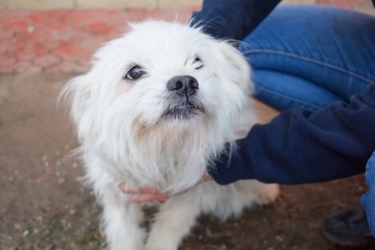 Fritzi, 4yo Mixed Breed for adoption at Ein Herz für Streuner e.V., München
