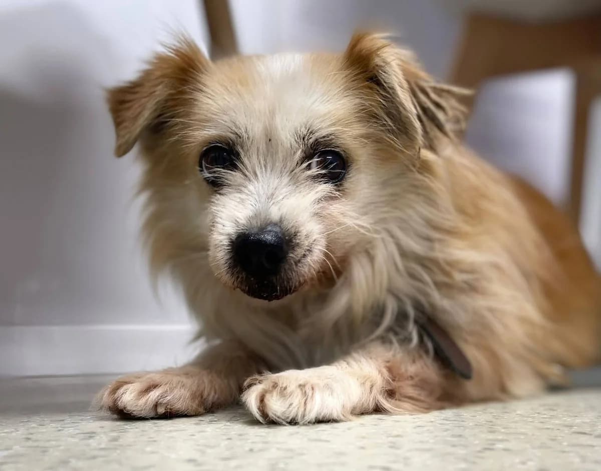 Fritzi, male 5yo Mixed Breed for adoption at Ein Herz für Streuner e.V., München
