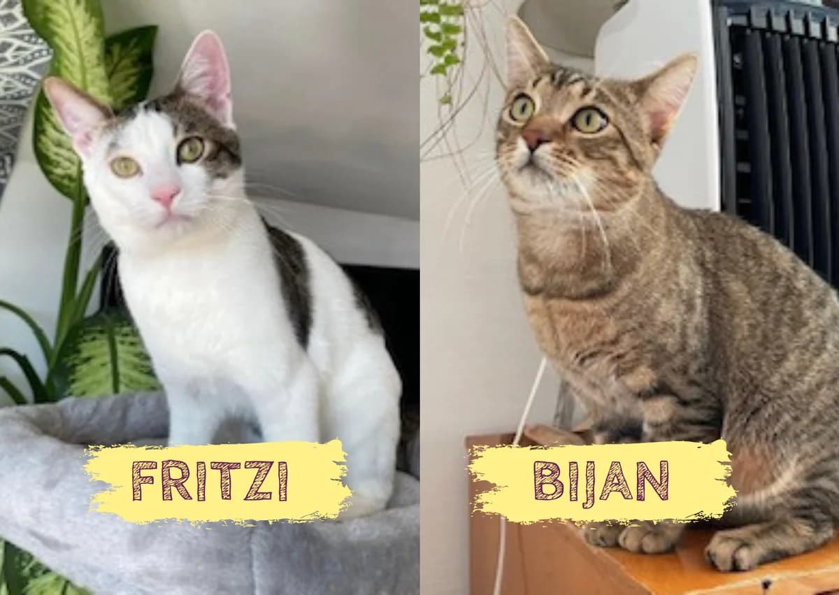 Fritzi&Bijan, grau male young Mixed Breed for adoption at Ein Herz für Streuner e.V., München