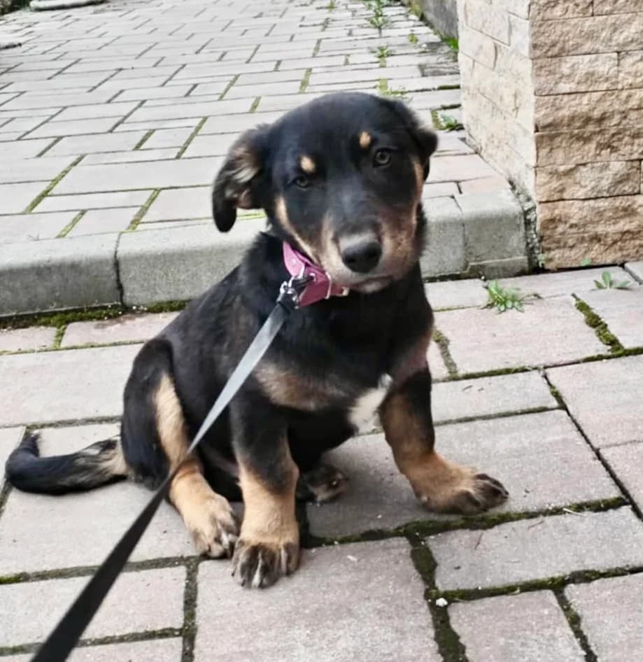 Frodo, weiß male puppy Mixed Breed for adoption at Ein Herz für Streuner e.V., München