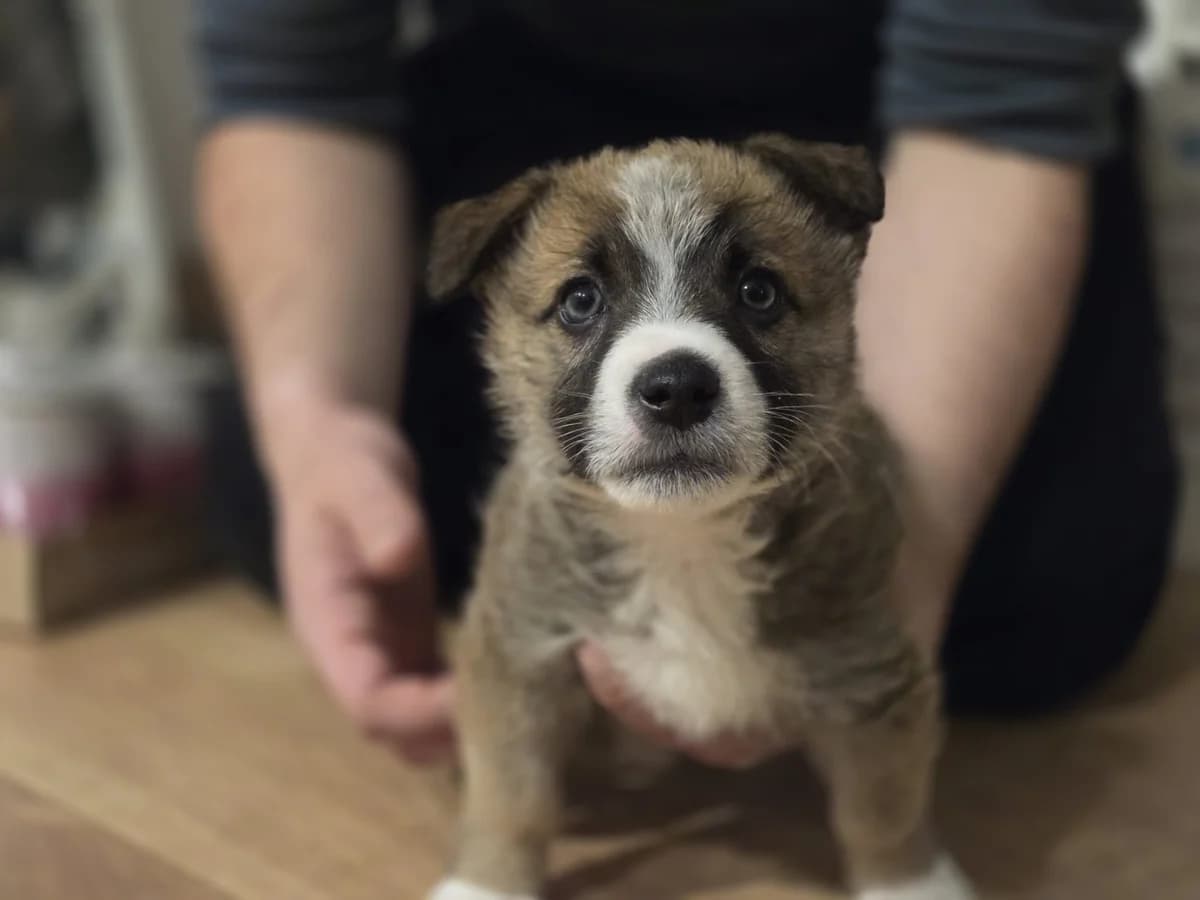 Frodo, male puppy Mixed Breed for adoption at Ein Herz für Streuner e.V., München