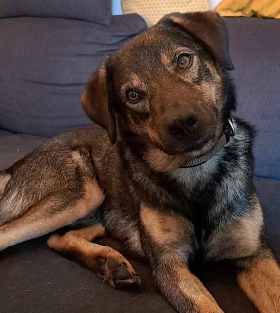 Frodo, braun male 6yo Mixed Breed for adoption at Ein Herz für Streuner e.V., München