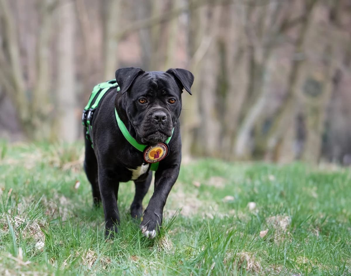 Frozen, female 3yo Mixed Breed for adoption at Ein Herz für Streuner e.V., München