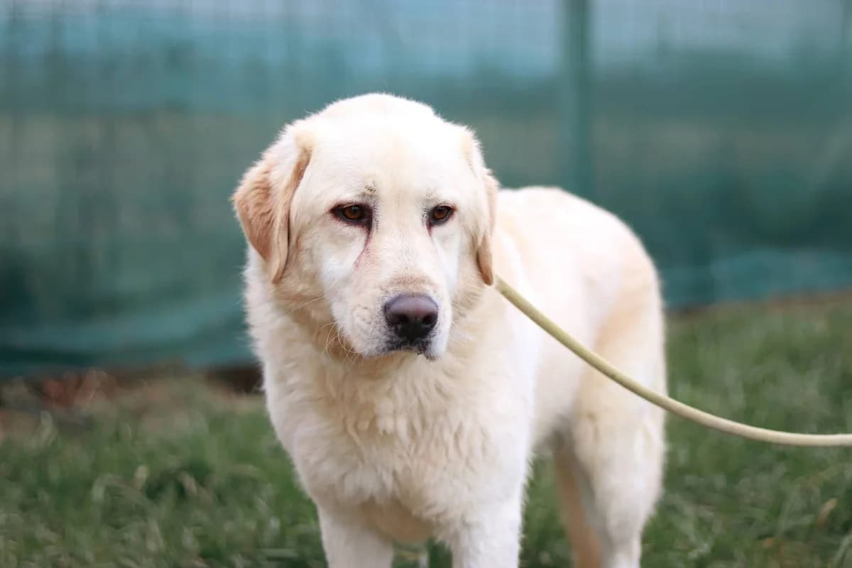 Fudge, male 3yo Mixed Breed for adoption at Ein Herz für Streuner e.V., München