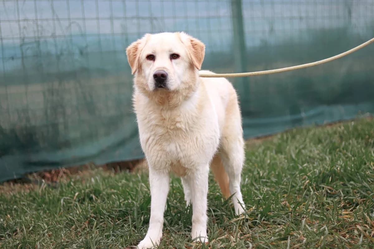 Fudge, male 3yo Mixed Breed for adoption at Ein Herz für Streuner e.V., München